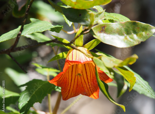 Fleur Canarina Canariensis photo