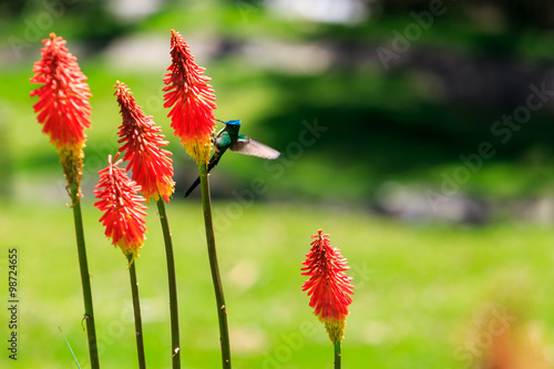 little ​hummingbird on the flower, bird on red flower, cocora valley, colombia, latin america