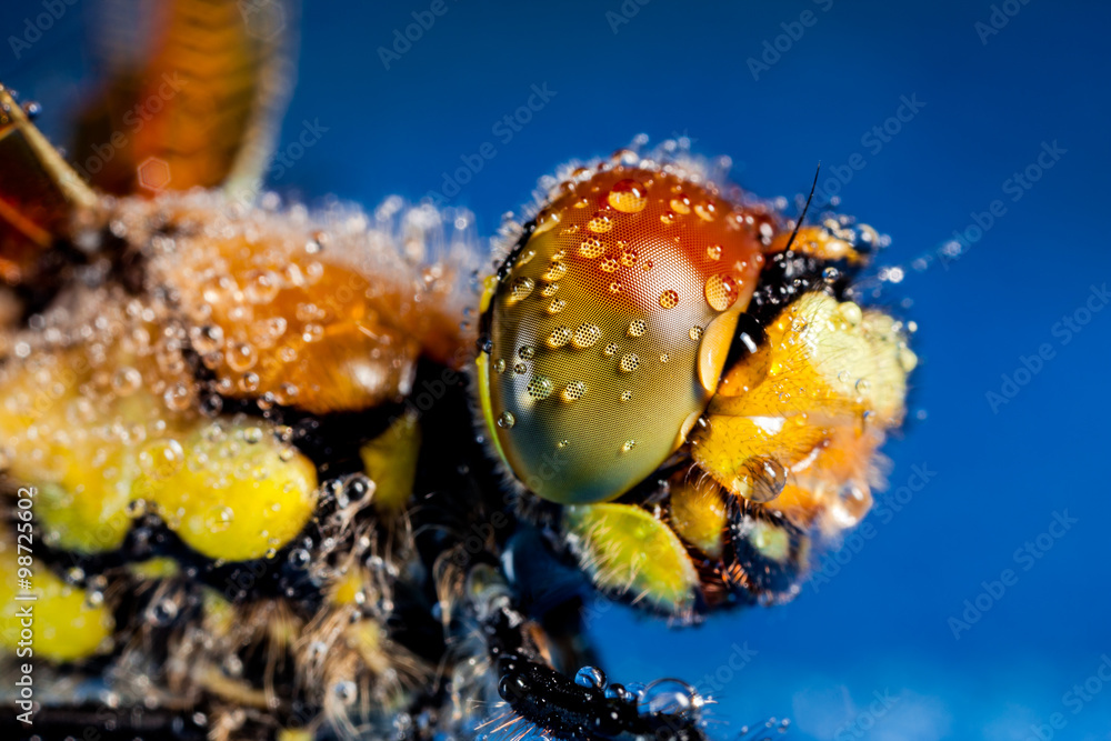 Dragonfly covered in a morning dew