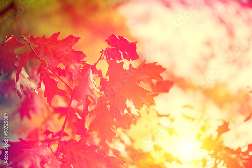 Natural red leaves background at sunset
