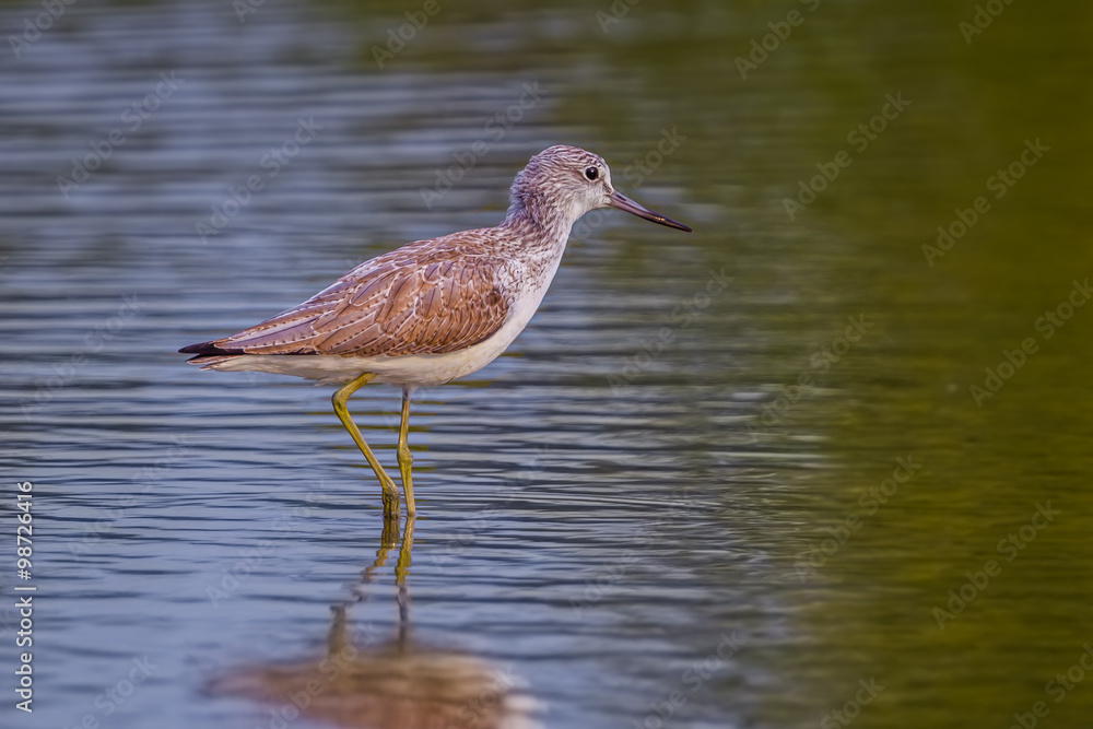 Common Greenshank (Tringa nebularia) walking in nature of Thailand Common Greenshank (Tringa nebularia) walking in nature of Thailand
