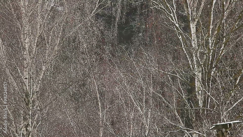 Shimmering rain drops in birch tree twigs. Tree after rain and snow. Shimmering rain drops in birch tree twigs. Tree after rain and snow.