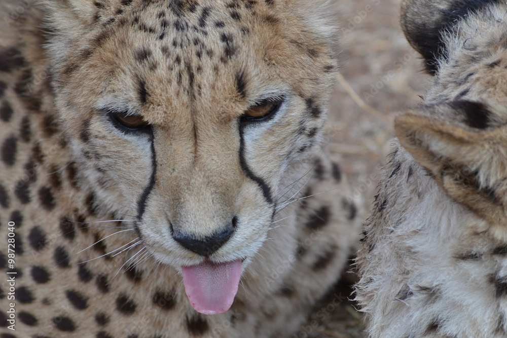 Obraz premium Cheetah in Ann Van Dyk Cheetah Center