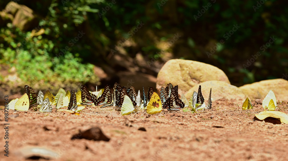 Fototapeta premium Butterflies