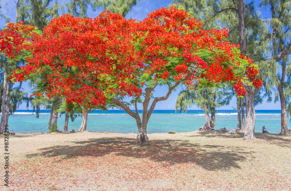 Naklejka premium flamboyant rouge fleuri, Saint-Leu, île de la Réunion