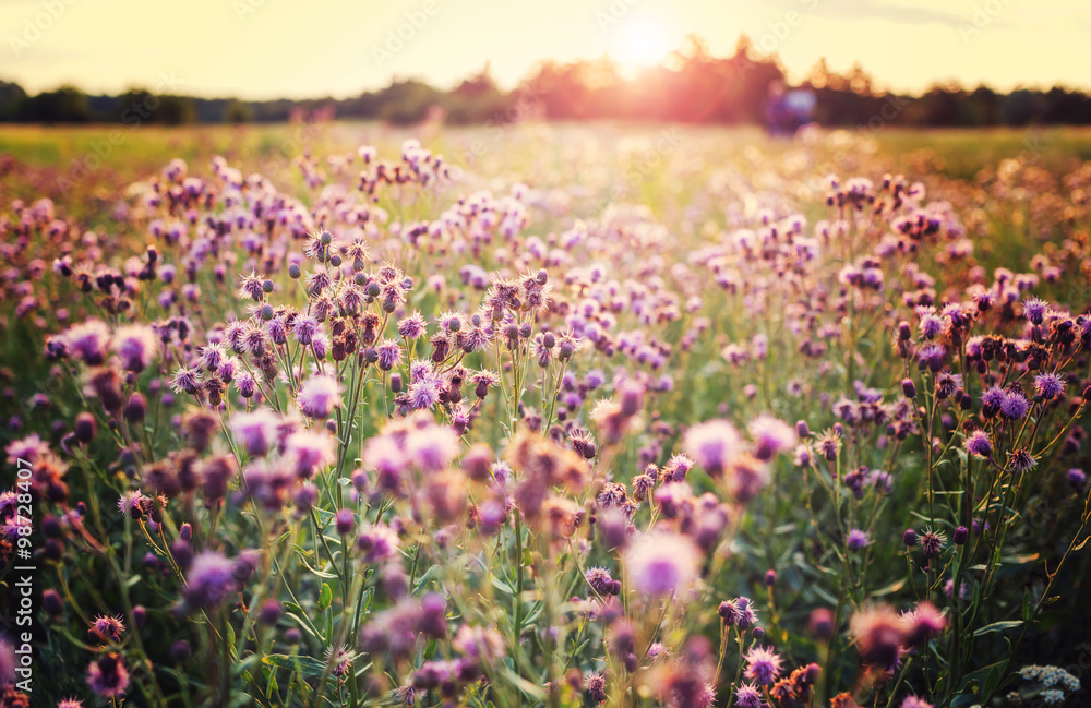 Flowers meadow