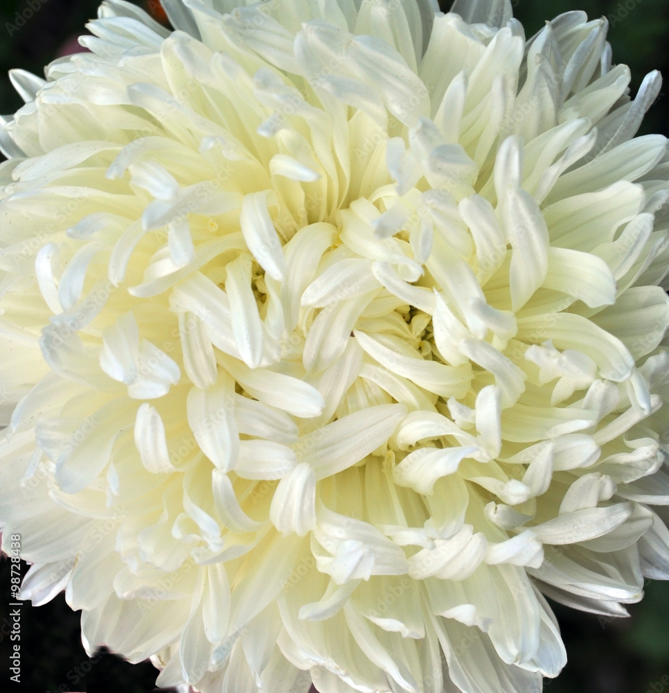 White aster flower White aster flower