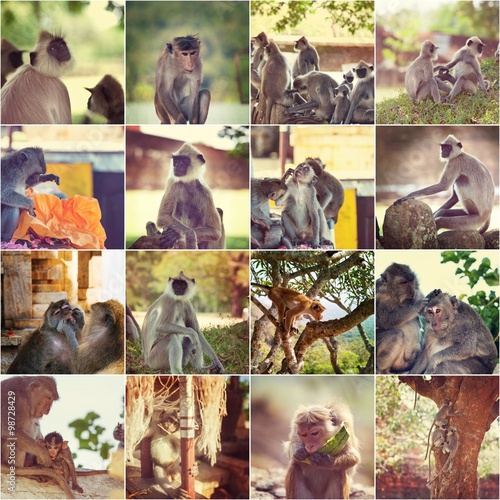 Monkey collage