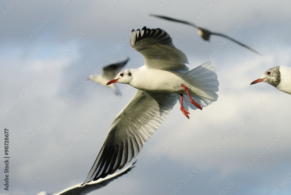 Fototapeta premium Black-headed Gull, Chroicocephalus ridibundus