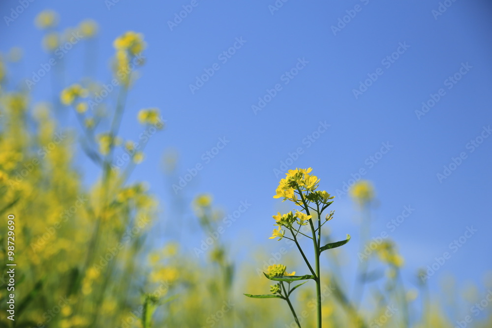 青空と菜の花