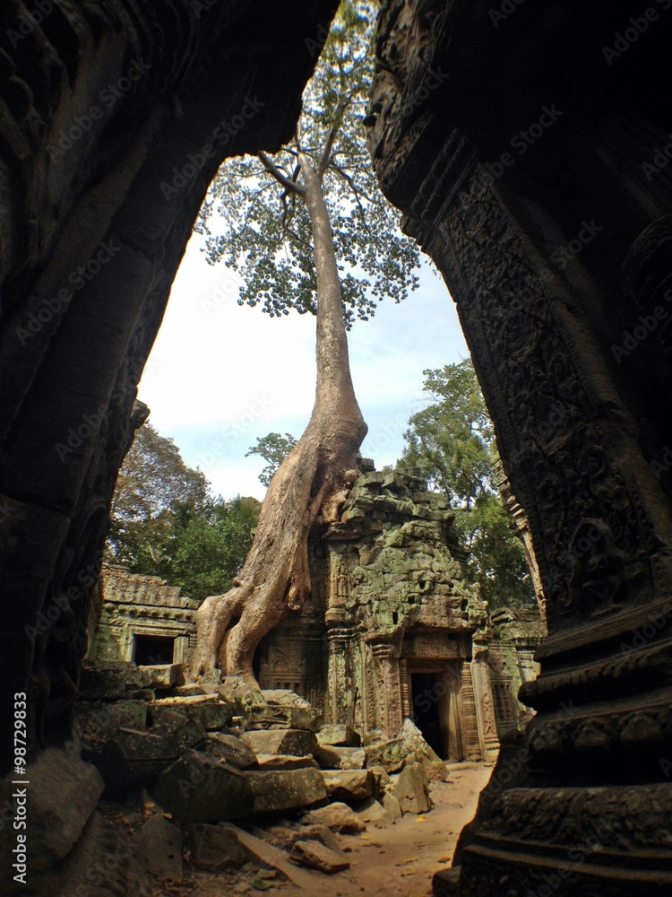Fototapeta premium amazing nature