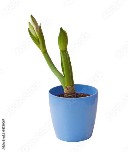 Bud  white Hippeastrum  in a blue pot  isolation