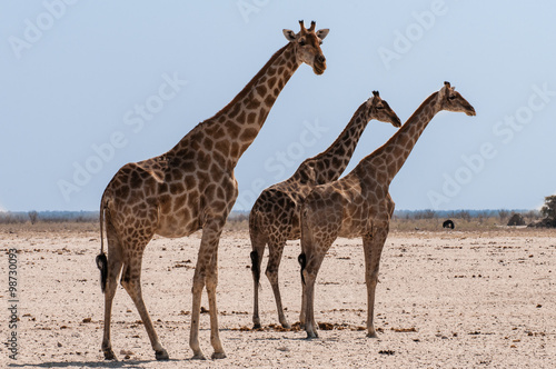 Giraffen im Etosha-Nationalpark  Namibia © majonit