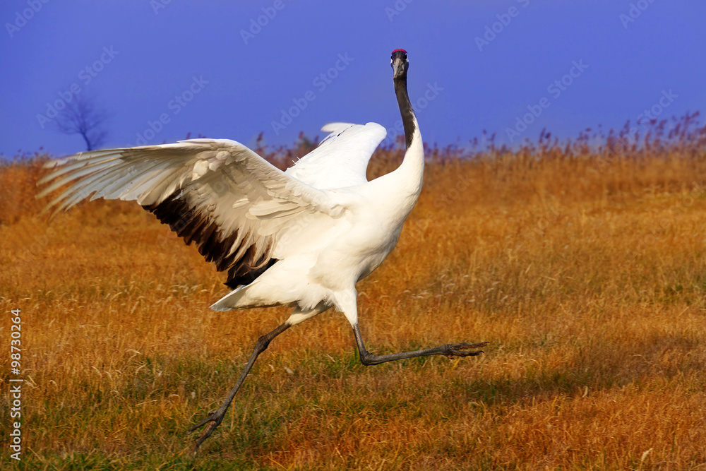 Obraz premium Red-crowned Crane