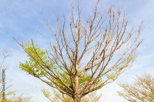 Photos Terminalia ivorensis also called idigbo, black afara, framire, emeri and various other names, Tropical tree in the northeast of Thailand