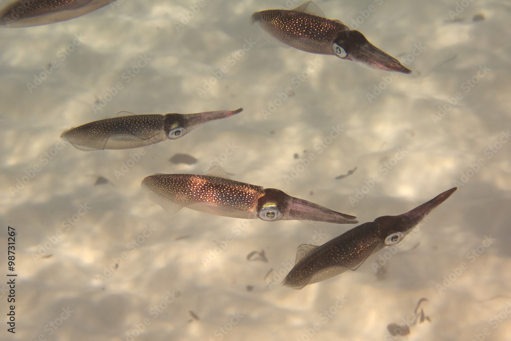 Fototapeta premium Flock of squid