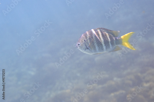 Abudefduf notatus is a species of damselfish in the family Pomacentridae