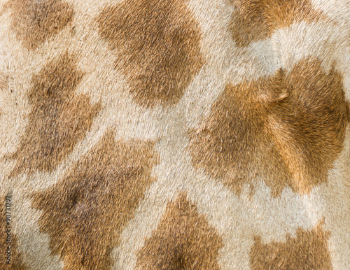 Fragment of a giraffe skin for background