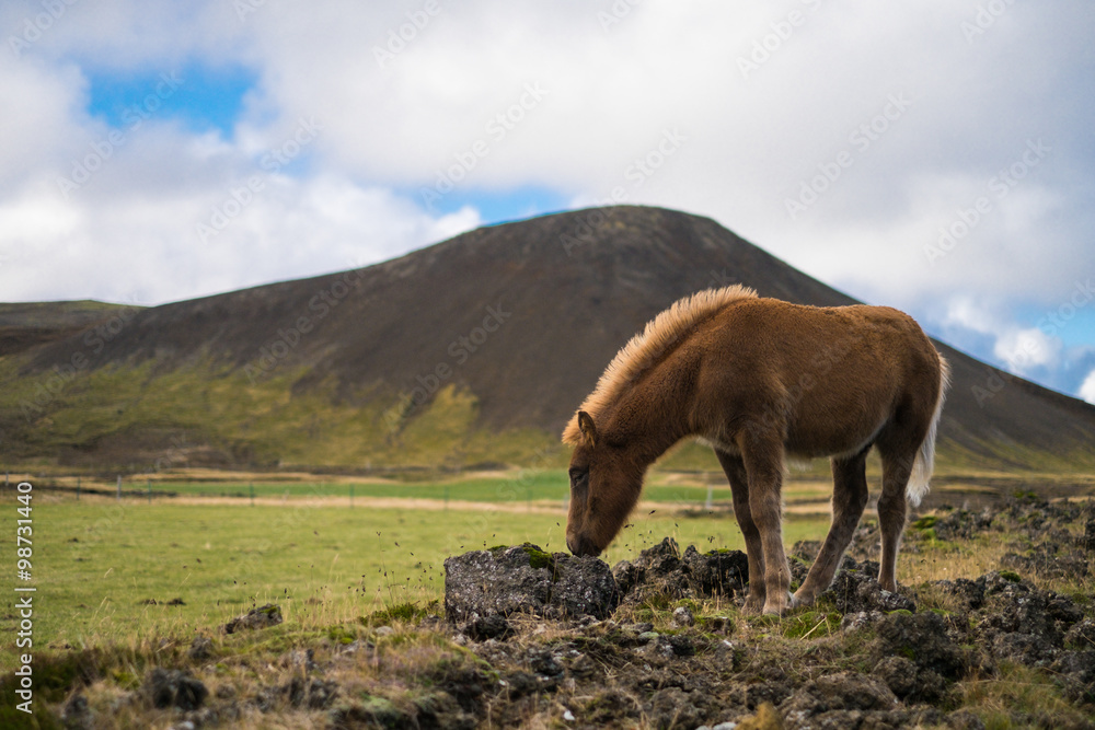 Icelandic Pony in the pasture