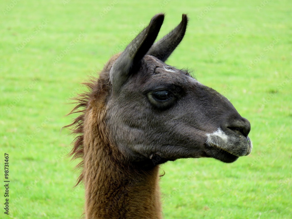 lama lama
