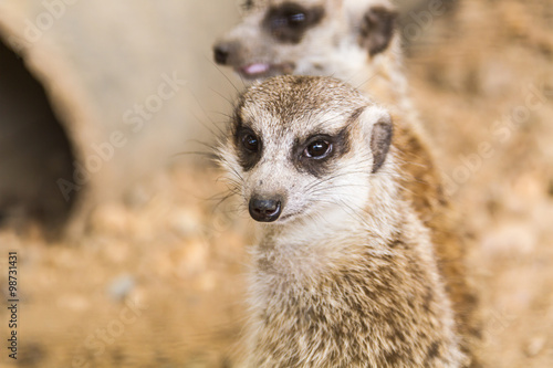 Canvas Print Meir Cats. in zoos the green zoos