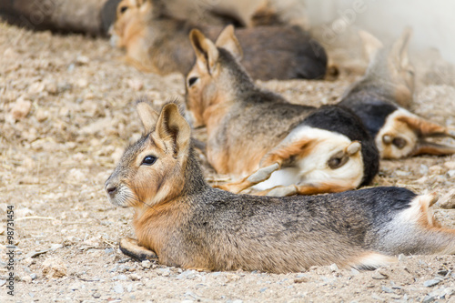 Patagonian mara