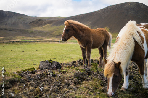 Icelandic pony and horse in the pasture