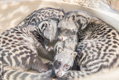 Three African Civet sleep