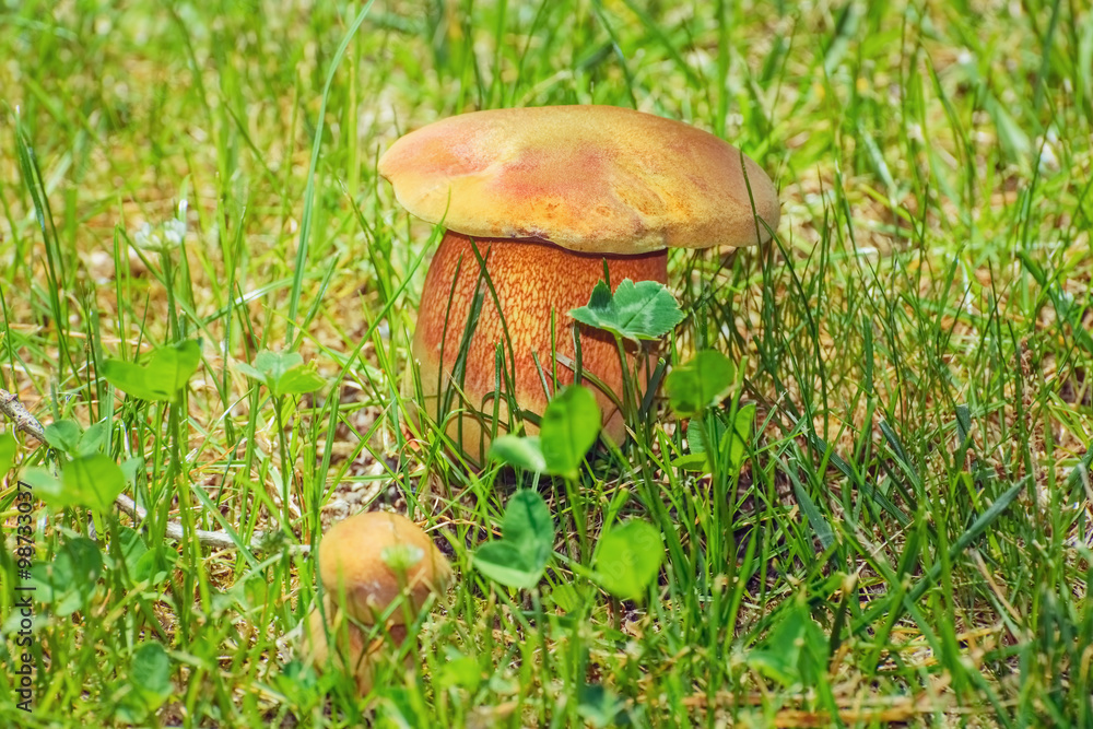 Mushroom in the Grass Mushroom in the Grass
