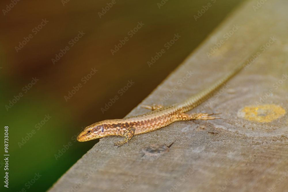 Obraz premium Lizard on The Wooden Plank