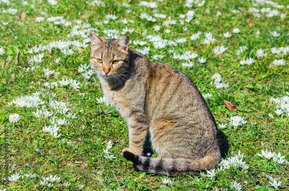 Cat on the Field