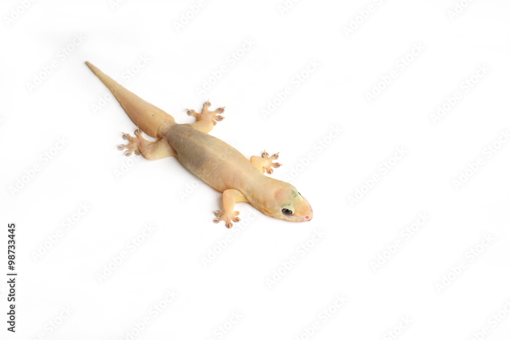Fototapeta premium house gecko on white background