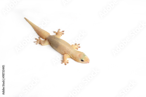 Fototapeta Naklejka Na Ścianę i Meble -  house gecko on white background