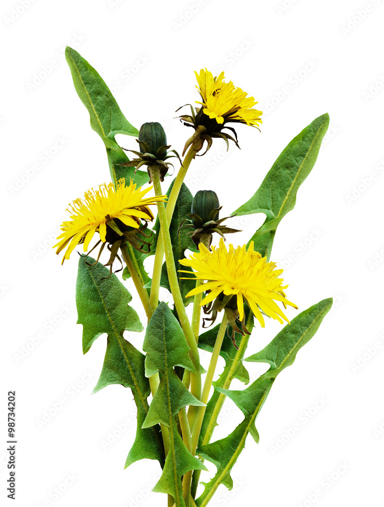 Fototapeta premium yellow dandelion flowers and leaves
