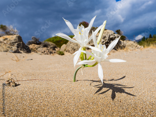 Beautiful sea lilies, growing directly on the sand. Beach Elafonisi. South Crete. Greece