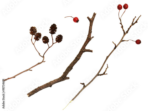Fototapeta Dry twigs  with berries and cones