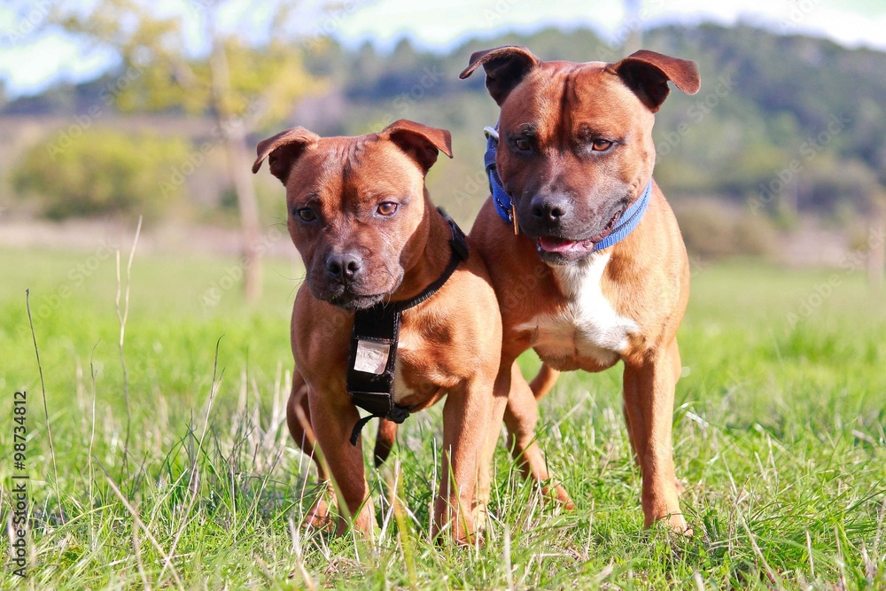two staffordshire bull terrier standing