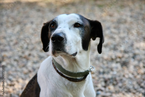 Mongrel dog portrait