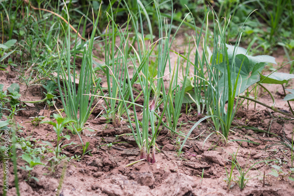onion plant in garden onion plant in garden