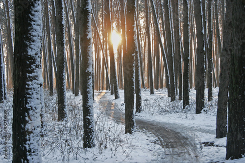 Winter road between pines. Winter sun illuminates the snow cover © zatvorniknik