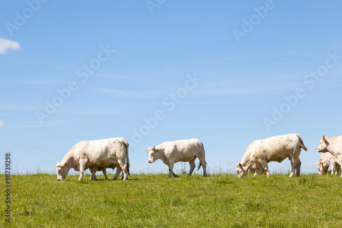 White Charolais beef cows and calves grazing on the skyline against a sunny blue sky in a lush green spring pasture