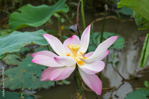 beautiful lotus