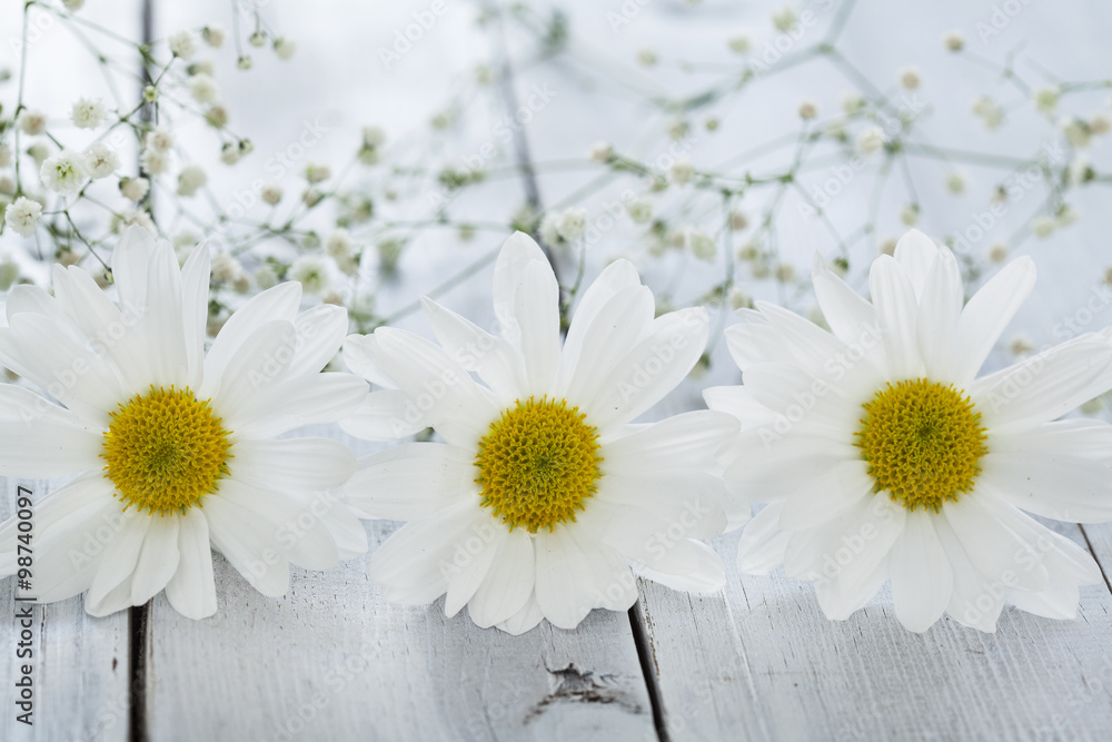 Obraz premium Daisy flower on wooden background