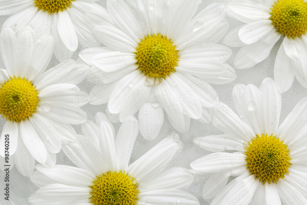 Fototapeta premium Daisy flowers on water