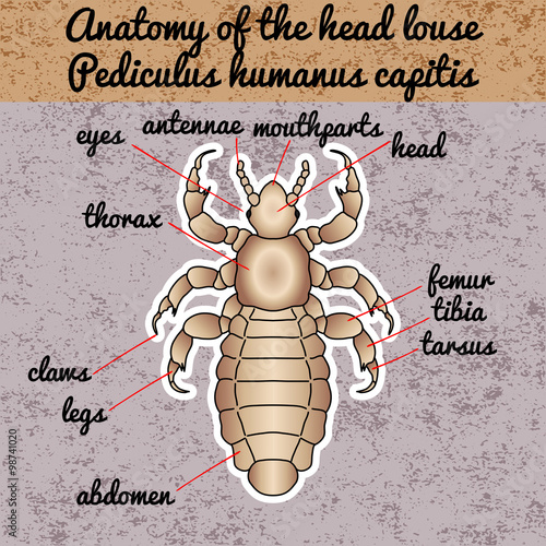 Insect anatomy. Sticker  head human louse. Pediculus humanus capitis. Sketch of louse. louse Design for coloring book. hand-drawn louse. Vector