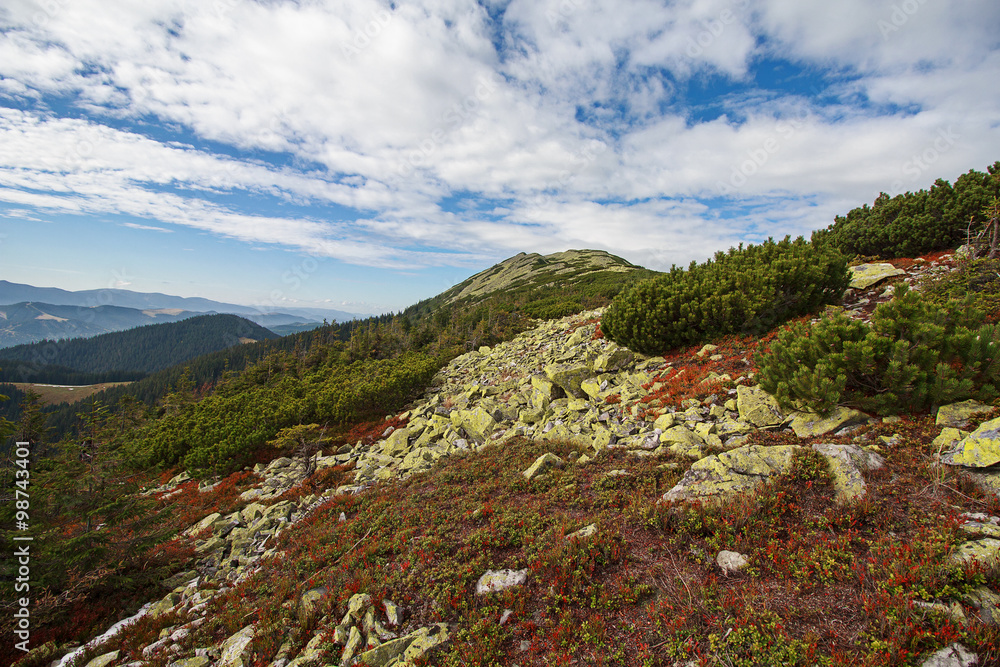 Red bilberries and green pine trees in the Carpathian mountains