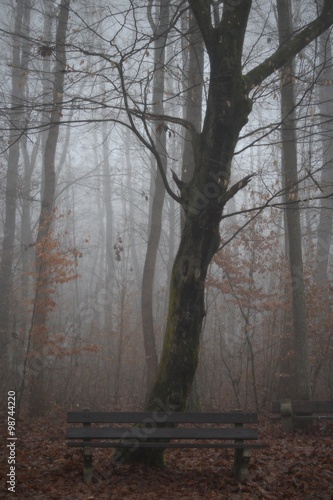 The bench in a forest in fog.
