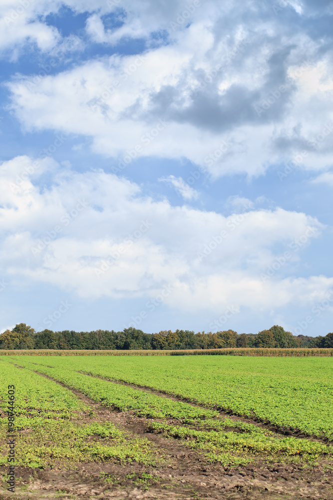 Tranquil agricultural landscape, Netherlands