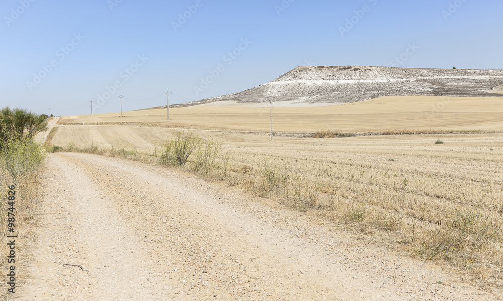 dry landscape with a country road on a summer day and a blue sky