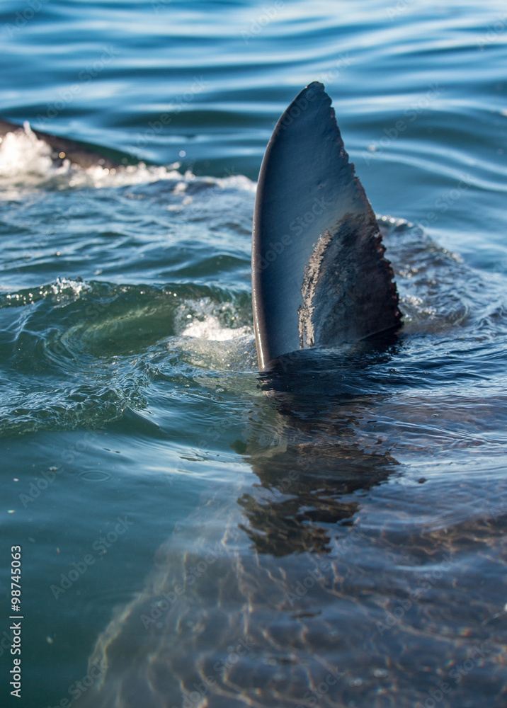 Fototapeta premium Shark fin above water. closeup Fin of a Great White Shark (Carcharodon carcharias) in ocean water.